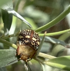 Paropsis pictipennis at Theodore, ACT - 2 Feb 2023