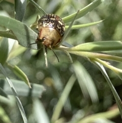 Paropsis pictipennis at Theodore, ACT - 2 Feb 2023