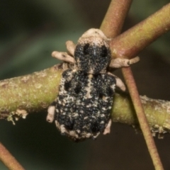 Aades cultratus (Weevil) at Molonglo Valley, ACT - 30 Jan 2023 by AlisonMilton