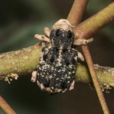 Aades cultratus (Weevil) at Molonglo Valley, ACT - 30 Jan 2023 by AlisonMilton