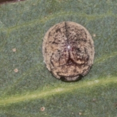 Trachymela sp. (genus) (Brown button beetle) at Molonglo Valley, ACT - 31 Jan 2023 by AlisonMilton