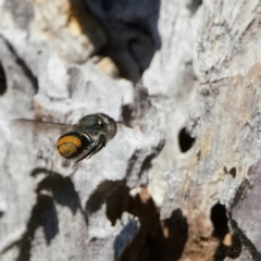 Megachile (Hackeriapis) oblonga (A Megachild bee) at Page, ACT - 21 Jan 2023 by DonTaylor