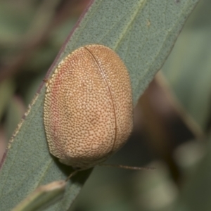 Paropsis atomaria at Molonglo Valley, ACT - 31 Jan 2023