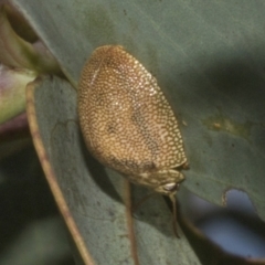 Paropsis atomaria at Molonglo Valley, ACT - 31 Jan 2023