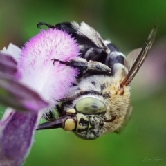 Amegilla sp. (genus) (Blue Banded Bee) at Page, ACT - 30 Jan 2023 by DonTaylor