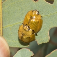 Paropsisterna cloelia (Eucalyptus variegated beetle) at Molonglo Valley, ACT - 30 Jan 2023 by AlisonMilton