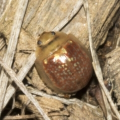 Paropsisterna decolorata at Molonglo Valley, ACT - 31 Jan 2023