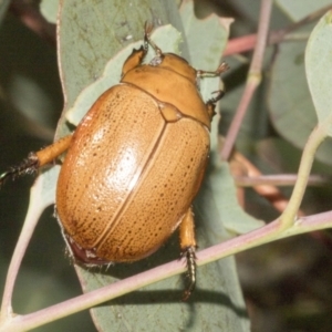 Anoplognathus porosus at Whitlam, ACT - 31 Jan 2023 10:19 AM