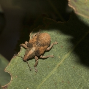 Gonipterus scutellatus at Molonglo Valley, ACT - 31 Jan 2023 11:20 AM