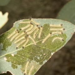 Uraba lugens (Gumleaf Skeletonizer) at Molonglo Valley, ACT - 31 Jan 2023 by AlisonMilton