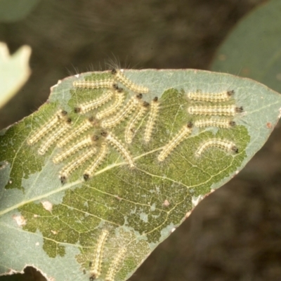 Uraba lugens (Gumleaf Skeletonizer) at Molonglo Valley, ACT - 31 Jan 2023 by AlisonMilton