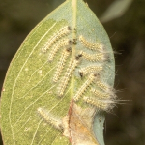 Uraba lugens at Molonglo Valley, ACT - 31 Jan 2023