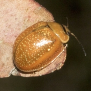 Paropsisterna cloelia at Molonglo Valley, ACT - 31 Jan 2023