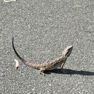 Pogona barbata at Campbell, ACT - 31 Jan 2023