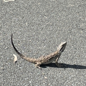 Pogona barbata at Campbell, ACT - suppressed