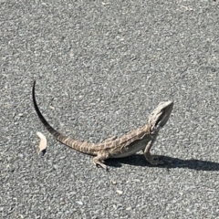 Pogona barbata at Campbell, ACT - suppressed