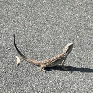 Pogona barbata at Campbell, ACT - suppressed