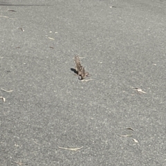 Pogona barbata at Campbell, ACT - suppressed