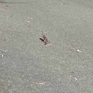 Pogona barbata at Campbell, ACT - suppressed