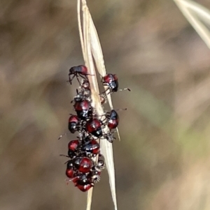 Oechalia schellenbergii at Pialligo, ACT - 31 Jan 2023 04:39 PM