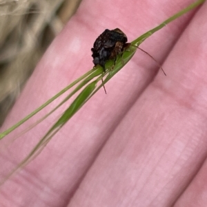 Cadmus (Lachnabothra) subgenus at Pialligo, ACT - 31 Jan 2023