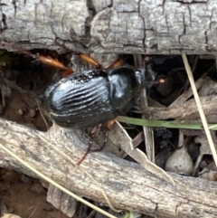 Anomalomorpha anthracina (Yellow-legged pasture scarab) at Campbell Park Woodland - 31 Jan 2023 by Hejor1