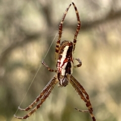 Plebs bradleyi (Enamelled spider) at Campbell Park Woodland - 31 Jan 2023 by Hejor1