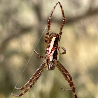Plebs bradleyi (Enamelled spider) at Campbell Park Woodland - 31 Jan 2023 by Hejor1
