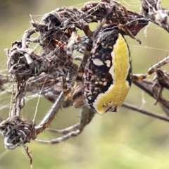 Cyrtophora moluccensis (Tent spider) at Campbell Park Woodland - 31 Jan 2023 by Hejor1