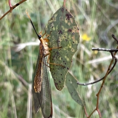 Nymphes myrmeleonoides (Blue eyes lacewing) at Pialligo, ACT - 31 Jan 2023 by Hejor1