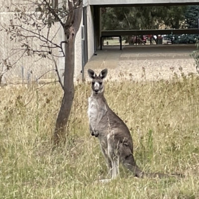 Macropus giganteus (Eastern Grey Kangaroo) at Campbell Park Woodland - 31 Jan 2023 by Hejor1