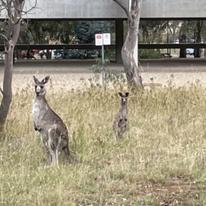 Macropus giganteus at Pialligo, ACT - 31 Jan 2023