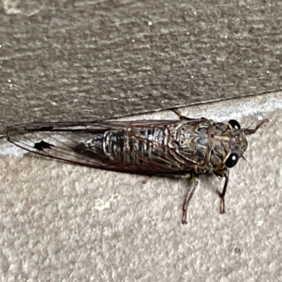 Galanga labeculata (Double-spotted cicada) at Braddon, ACT - 29 Jan 2023 by Hejor1