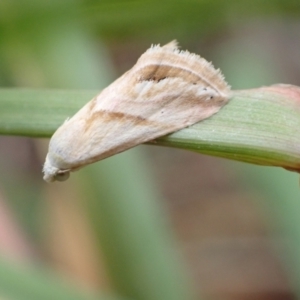 Eublemma inconspicua at Murrumbateman, NSW - 2 Feb 2023