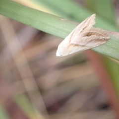 Eublemma inconspicua at Murrumbateman, NSW - 2 Feb 2023