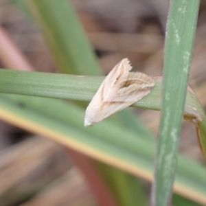 Eublemma inconspicua at Murrumbateman, NSW - 2 Feb 2023