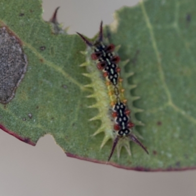 Doratifera quadriguttata (Four-spotted Cup Moth) at Molonglo Valley, ACT - 31 Jan 2023 by AlisonMilton