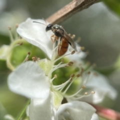 Homalictus brisbanensis (Native Bee) at Broulee, NSW - 2 Feb 2023 by PeterA