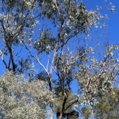 Callocephalon fimbriatum (Gang-gang Cockatoo) at Pialligo, ACT - 1 Feb 2023 by JimL