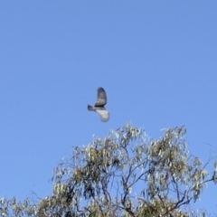 Callocephalon fimbriatum at Pialligo, ACT - 2 Feb 2023