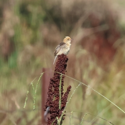 Cisticola exilis (Golden-headed Cisticola) at Killara, VIC - 28 Jan 2023 by KylieWaldon