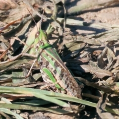Austroicetes sp. (genus) (A grasshopper) at Killara, VIC - 27 Jan 2023 by KylieWaldon
