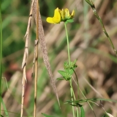 Lotus sp. (Trefoil) at Killara, VIC - 27 Jan 2023 by KylieWaldon