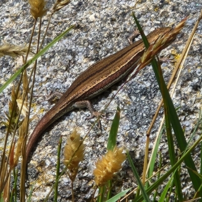 Pseudemoia entrecasteauxii (Woodland Tussock-skink) at Wilsons Valley, NSW - 2 Feb 2023 by NathanaelC