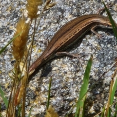 Pseudemoia entrecasteauxii at Wilsons Valley, NSW - 2 Feb 2023