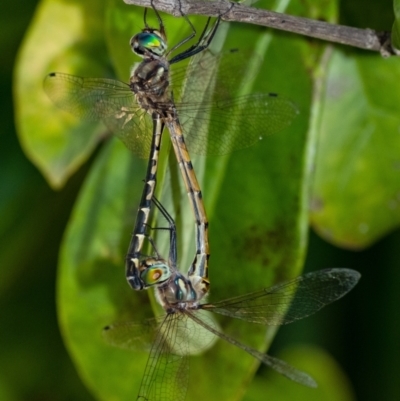 Hemicordulia australiae (Australian Emerald) at Penrose, NSW - 2 Feb 2023 by Aussiegall