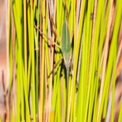 Mastigapha crassicornis at Penrose, NSW - 31 Jan 2023 by Aussiegall