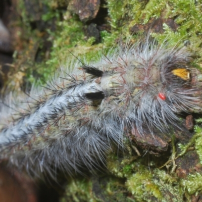 Anthela (genus) immature (Unidentified Anthelid Moth) at Namadgi National Park - 1 Feb 2023 by Harrisi