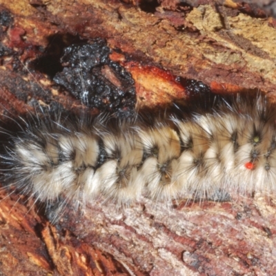 Anthela (genus) immature (Unidentified Anthelid Moth) at Namadgi National Park - 1 Feb 2023 by Harrisi