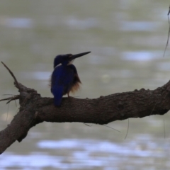 Ceyx azureus at Coree, ACT - 2 Feb 2023